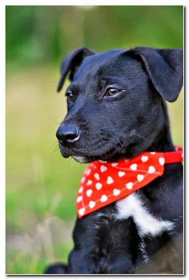 Fokus i Fido-12 tyg. SZCZENIAKI-uratowane przed ŚMIERCIĄ do ADOPC